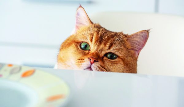 Jak odnaučit kočku škemrat o jídlo