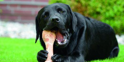 5 nejčastějších mýtů o psím stravování