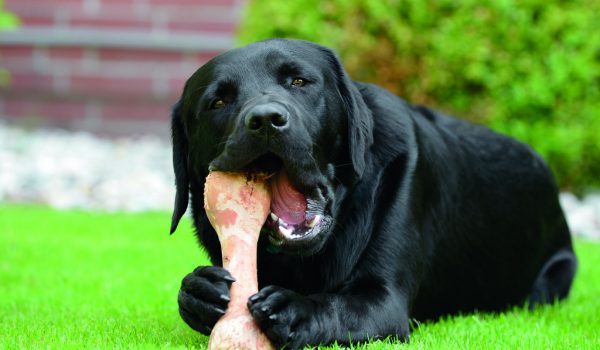 5 nejčastějších mýtů o psím stravování