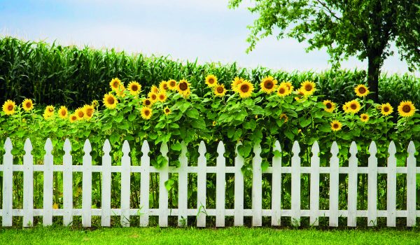 Méně známé slunečnice