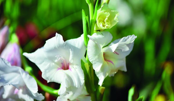 Mečíky neboli gladioly