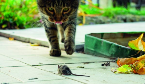 Jak si poradit s hlodavci?