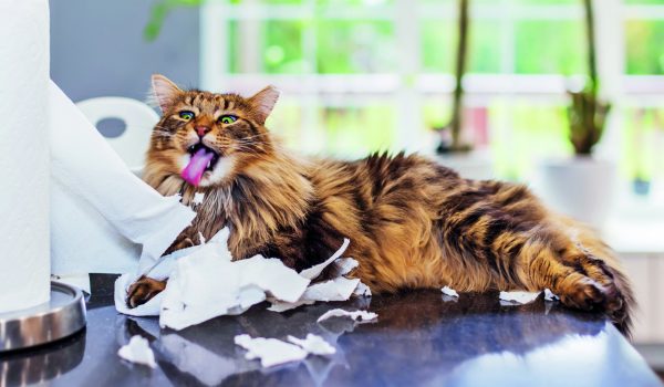 Výchova kočky? Ano, jde to!