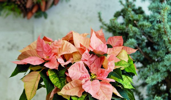 Zátiší s vánoční hvězdou