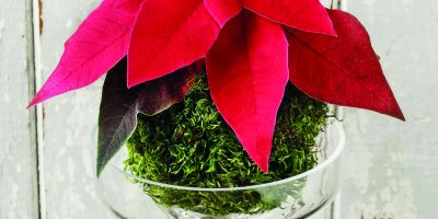 Mechová koule s poinsettií