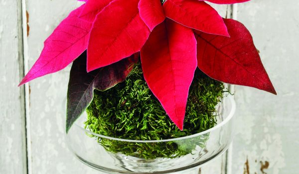 Mechová koule s poinsettií