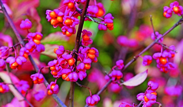 Dekorativní brsleny