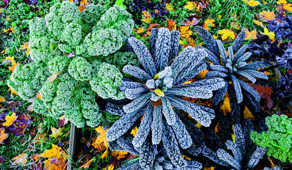 Listovou kapustu mrazy nezničí