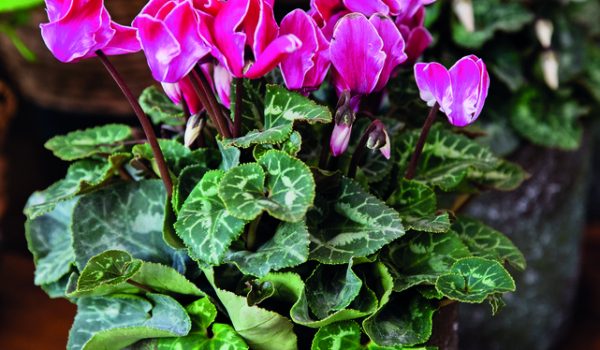 Bramboříky na záhony i do bytu