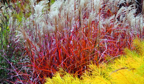 Krásné a zajímavé trávy