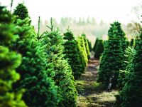 Jak vybrat nejlepší vánoční stromek