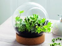Pokojové mini skleníky