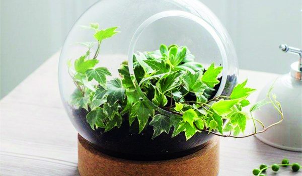 Pokojové mini skleníky