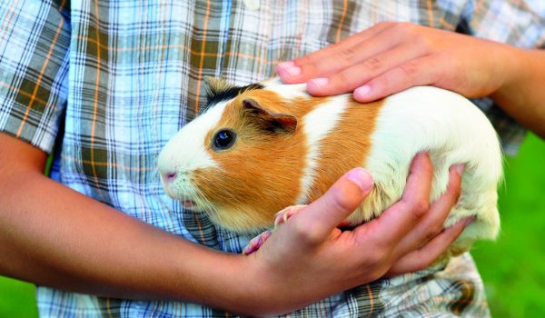 Mami, kup mi morčátko!