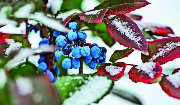 Stálezelené dřeviny pro barevnější zimu