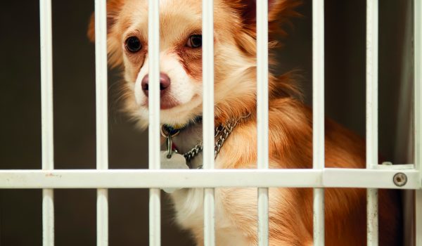 Než se vydáte pro psa do útulku