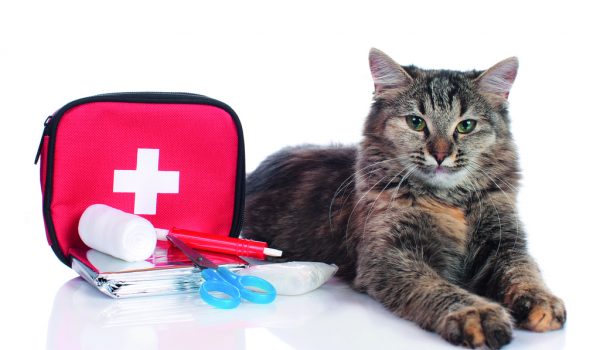 Jak vybavit zvířecí lékárničku?
