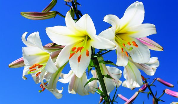 Vznešené lilie