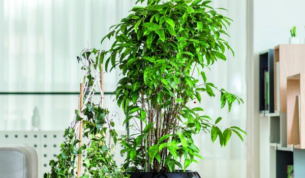 Samozavlažovací květináče využijete i v bytě