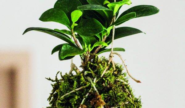 Jak se dělá kokedama