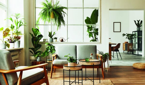 Květiny vyčistí vzduch