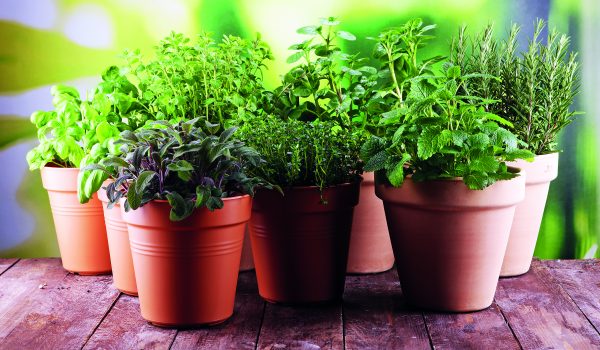 Které bylinky pěstovat v květináčích?