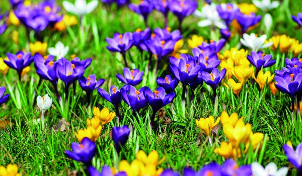 Cibuloviny v trávníku