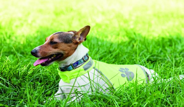 Aby se mazlíčci neztratili