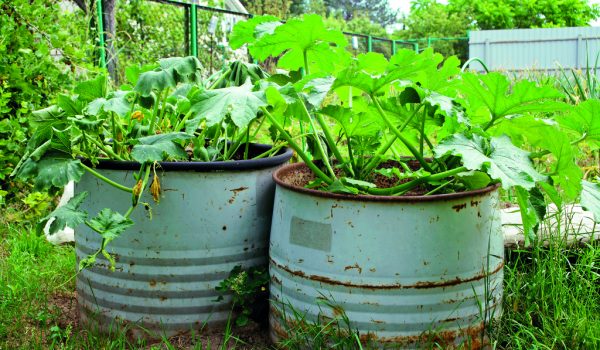 Zásobte se zeleninou z vlastní zahrady