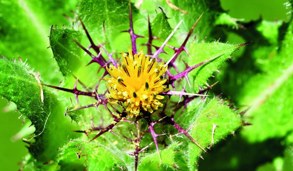 Když léčí benedikt