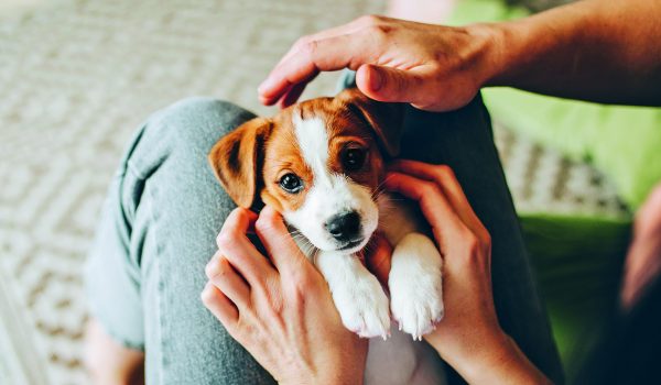 Jak pečovat o štěně