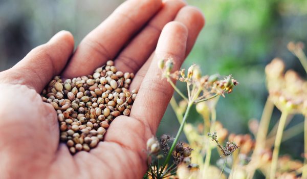 Které bylinky vysévat v dubnu?