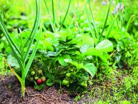 Česnek a jahody – proč je pěstovat společně?