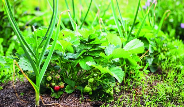 Česnek a jahody – proč je pěstovat společně?