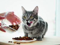 Kočičí strava – na co dávat pozor