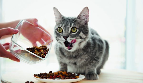Kočičí strava – na co dávat pozor