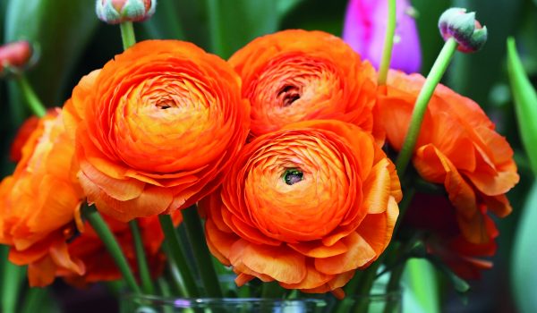 Pryskyřníky na záhon i do kytic