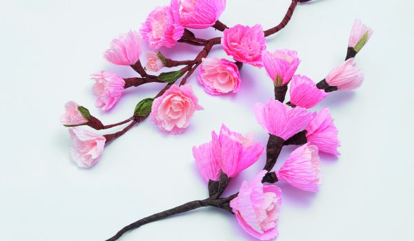 Rozkvetlá sakura