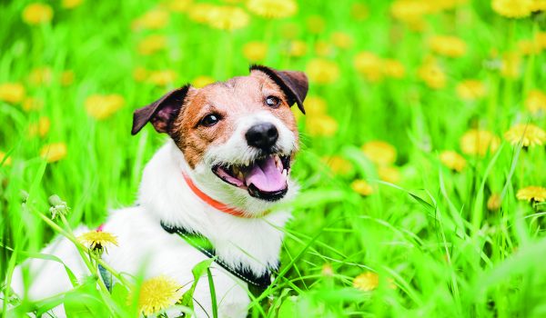 Nezapomeňte na antiparazitika