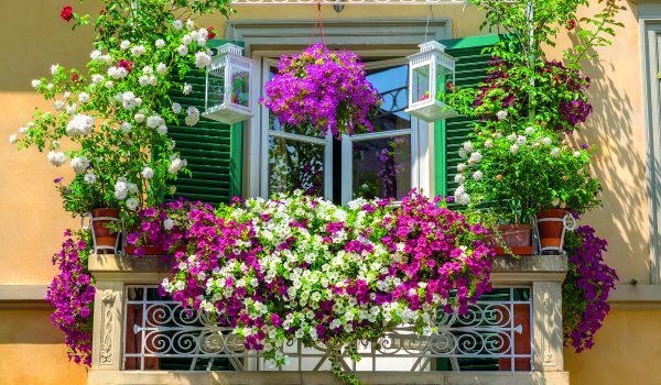 Květiny pro každý balkon