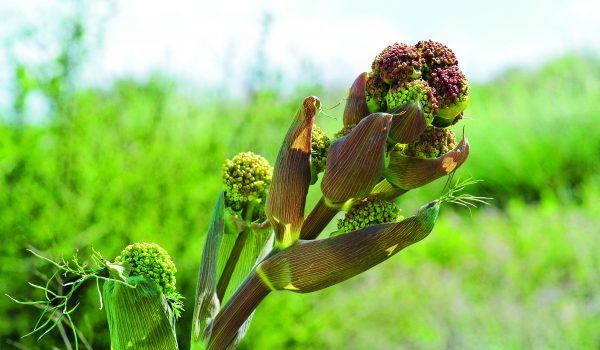 Anýz si vypěstujete i doma