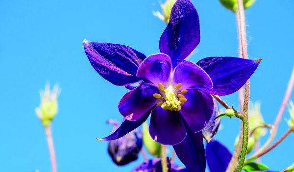 Květiny kolem terasy