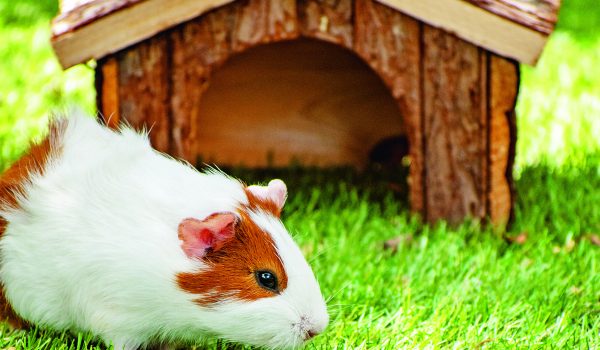 Rekreační bydlení pro morčata a králíky