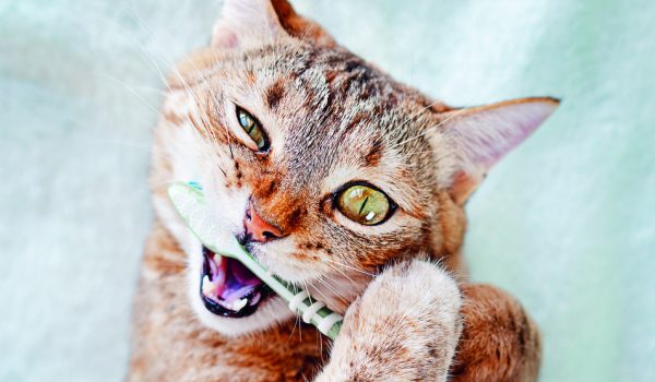 Péče o chrup psů a koček