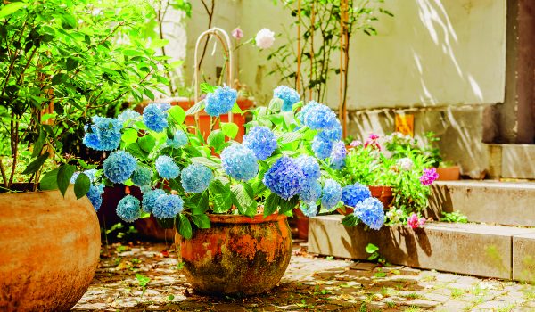 Působivé hortenzie