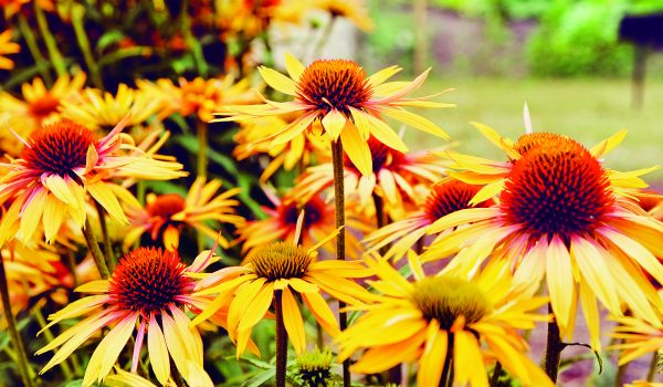 Třapatkovky zkrášlí každou zahradu