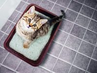 Toalety nejen pro kočky
