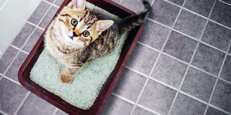 Toalety nejen pro kočky