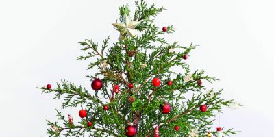 Mini stromek v misce