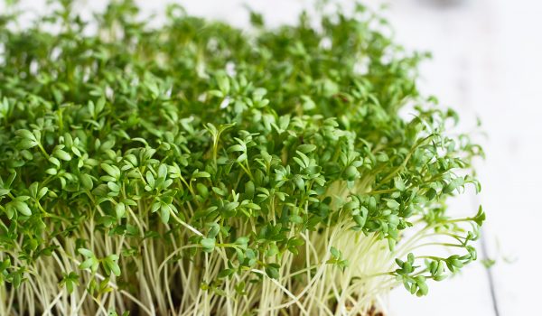 Sklízejte řeřichu celou zimu